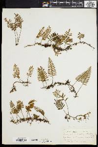 Polypodium polypodioides image