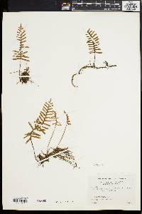 Polypodium polypodioides image