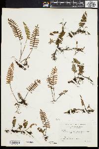 Polypodium polypodioides image