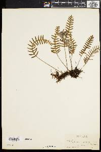 Polypodium polypodioides image