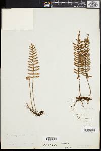 Polypodium polypodioides image