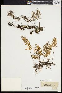 Polypodium polypodioides image