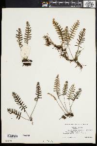 Polypodium polypodioides image