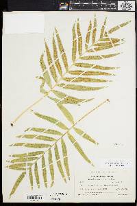 Image of Polypodium praetermissum