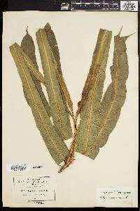 Polypodium repens image