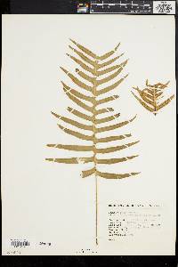 Polypodium rhodopleuron image