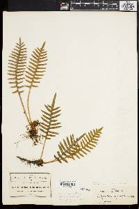 Polypodium rosei image