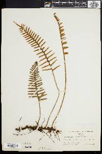 Polypodium sanctae-rosae image