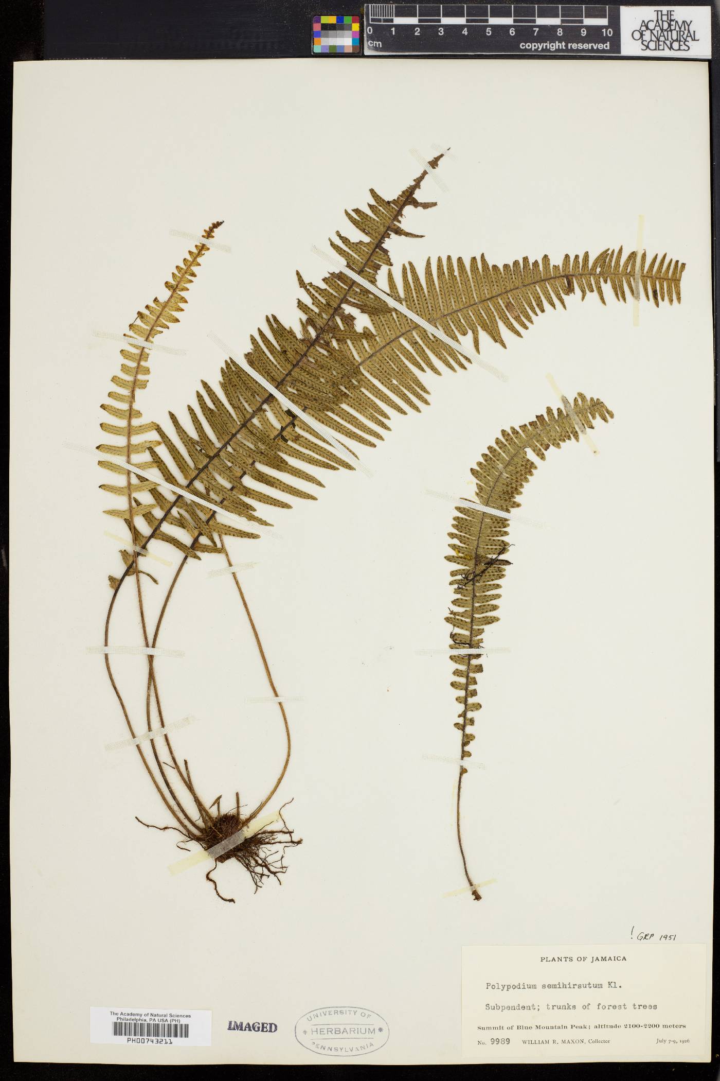 Polypodium semihirsutum image