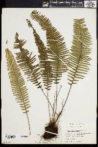 Polypodium semihirsutum image