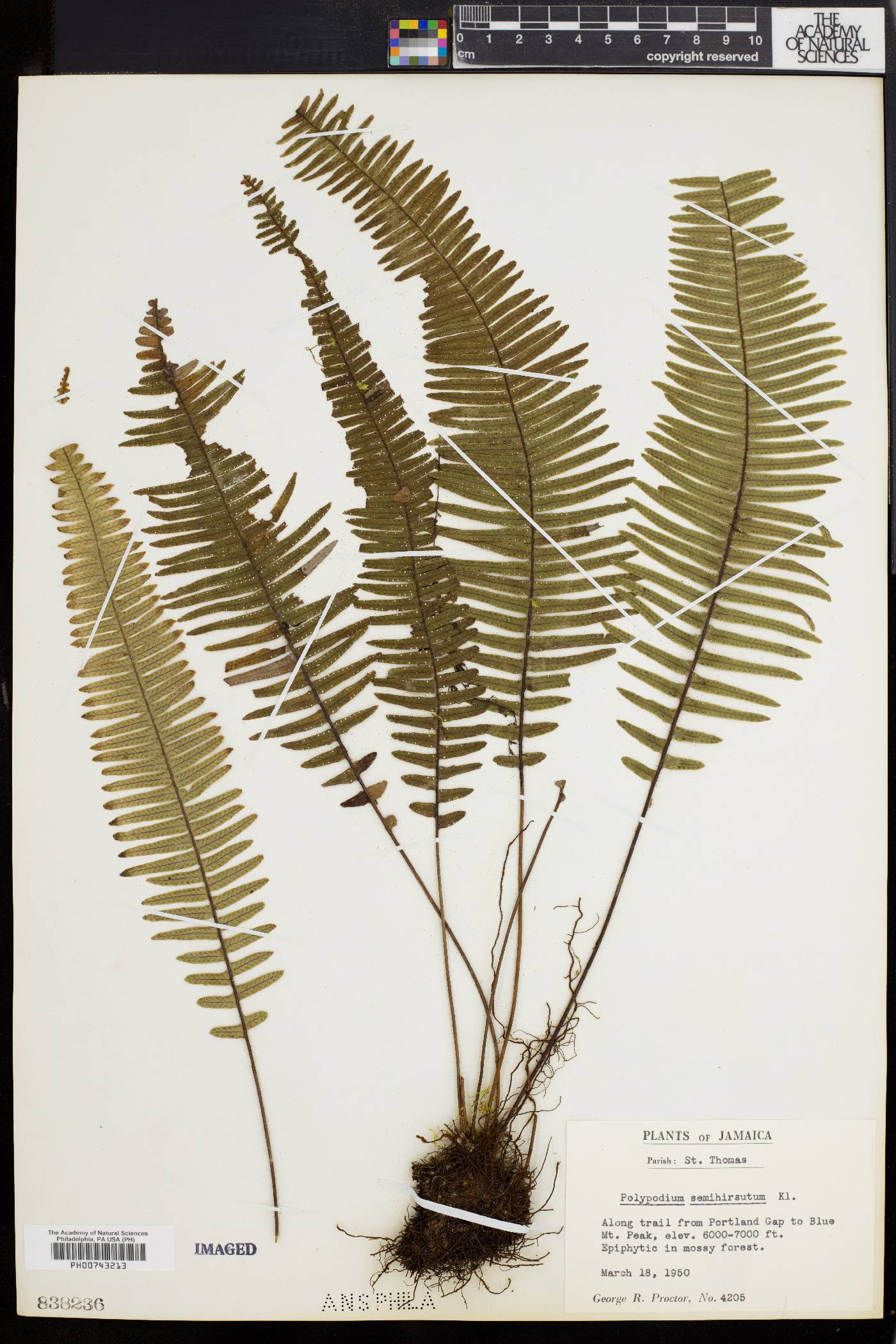 Polypodium semihirsutum image