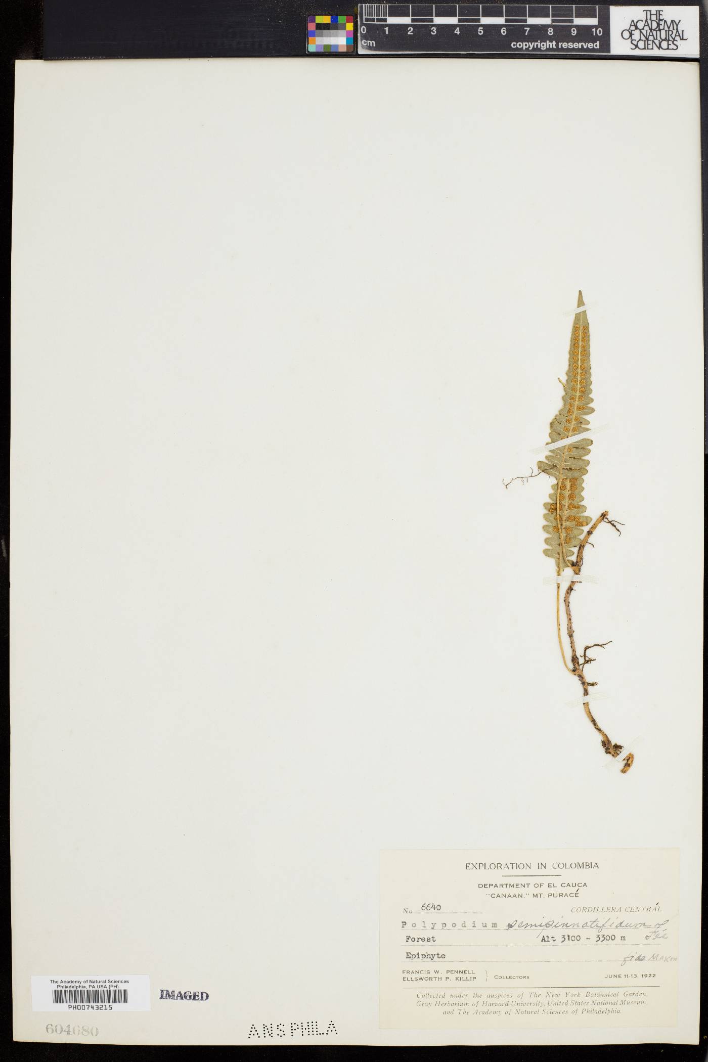 Serpocaulon semipinnatifidum image