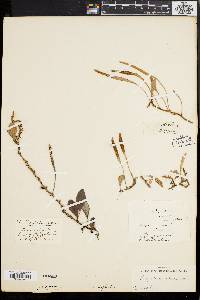 Polypodium serpens image