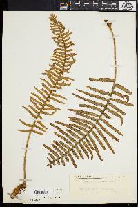 Polypodium squamatum image