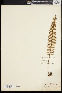 Polypodium squamatum image