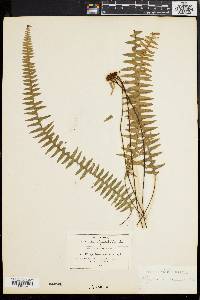 Lellingeria suspensa image