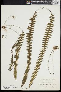 Lellingeria suspensa image