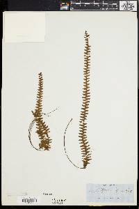 Lellingeria suspensa image