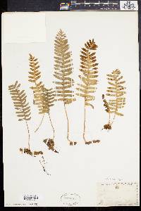 Polypodium vulgare image