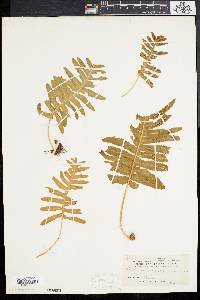 Polypodium vulgare var. serratum image