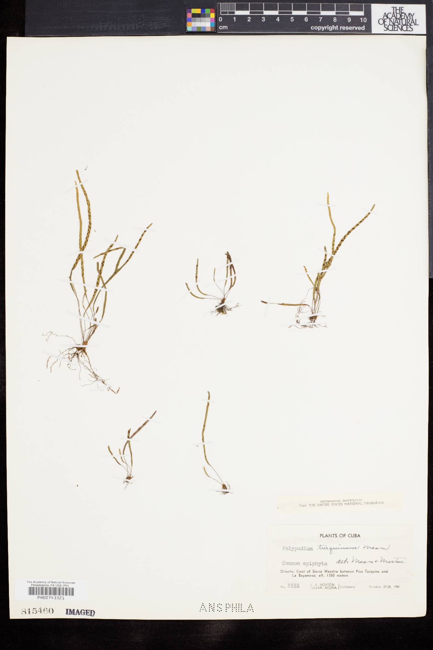 Lomaphlebia turquina image