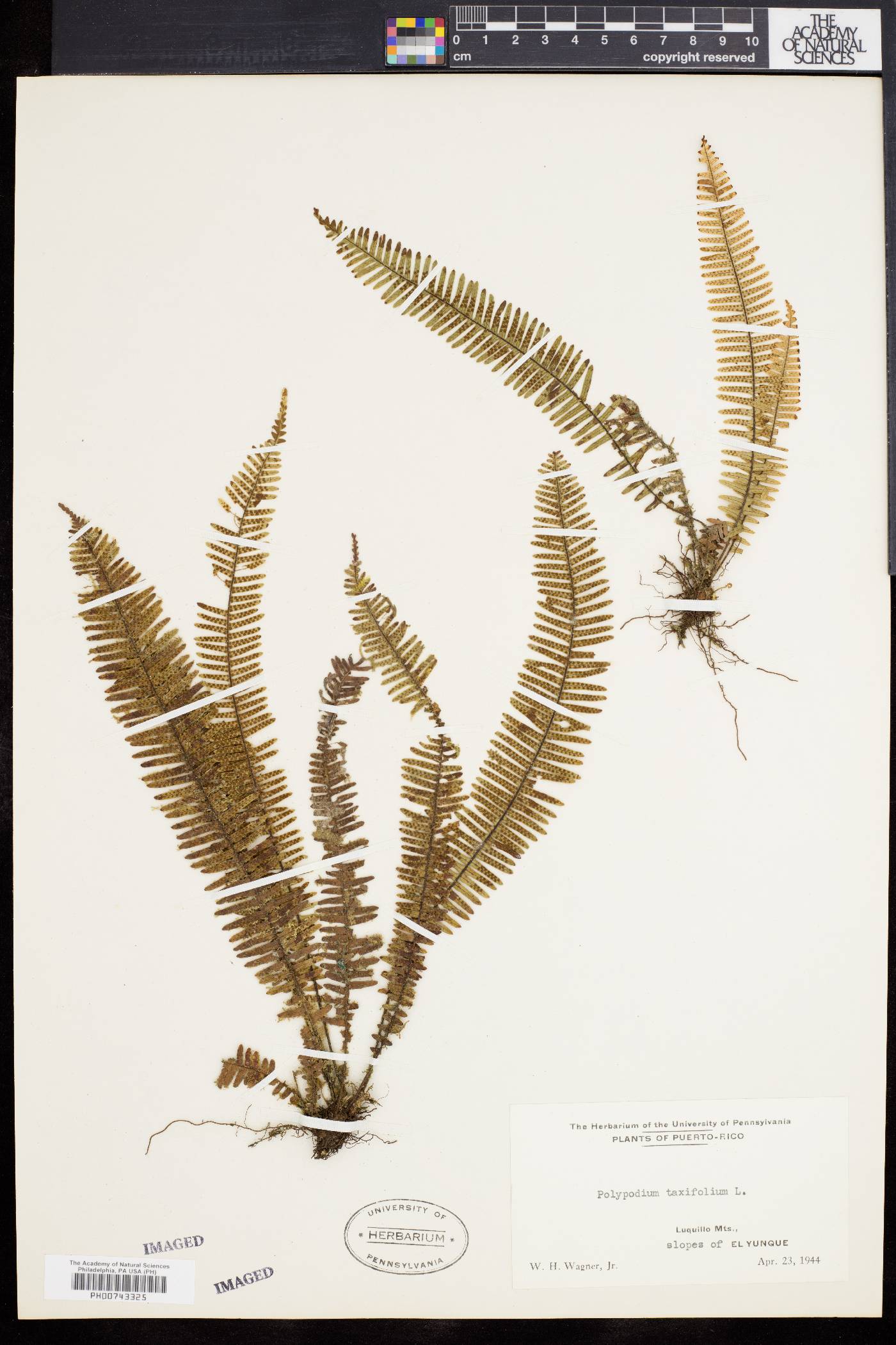 Mycopteris taxifolia image
