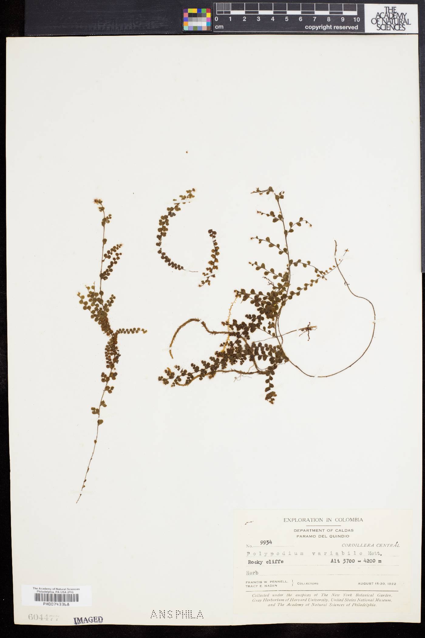 Alansmia variabilis image