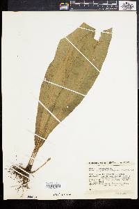 Polypodium xalapense image