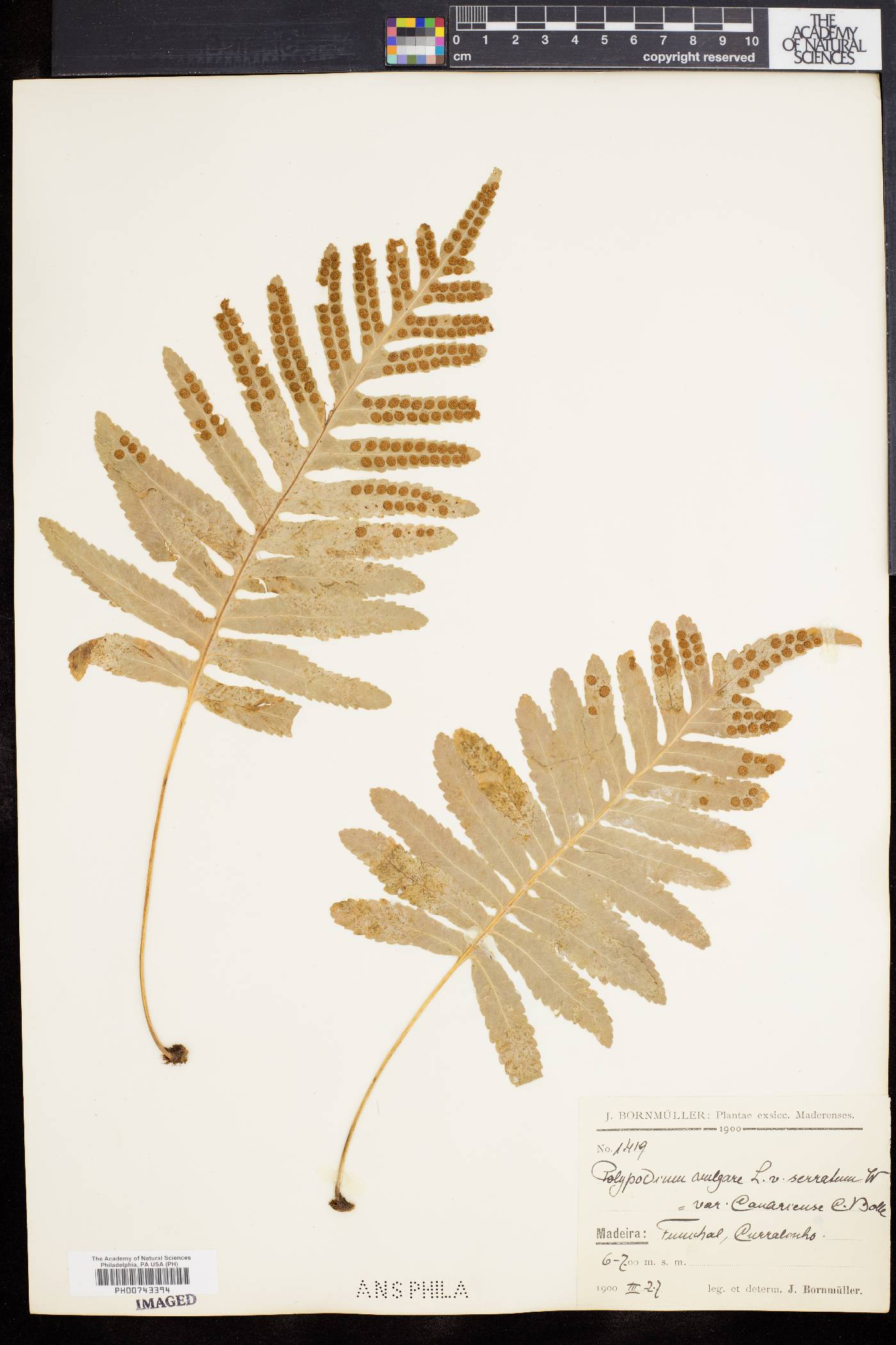 Polypodium vulgare var. serratum image