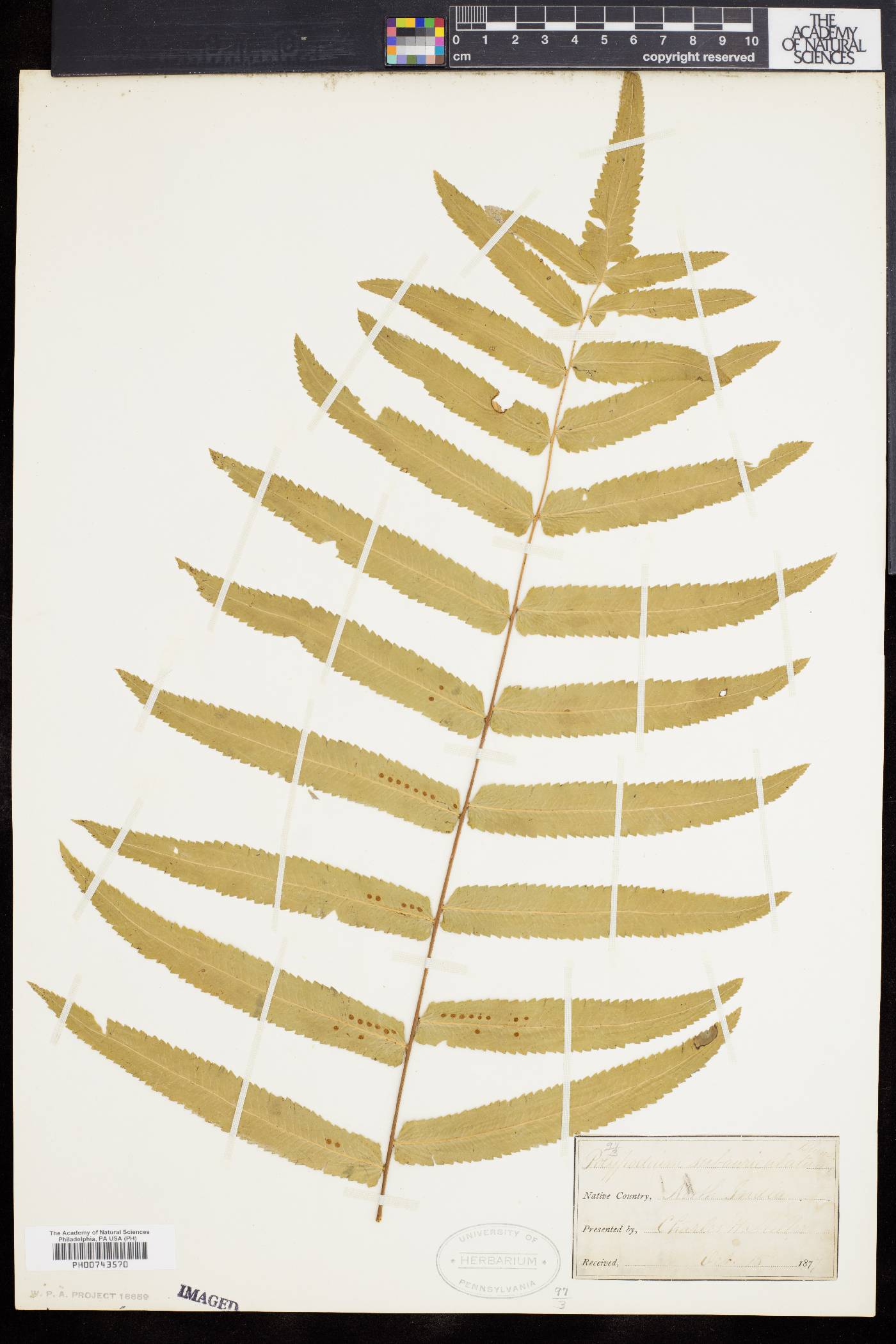 Polypodium subauriculatum image