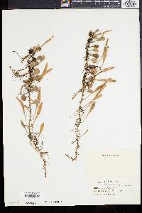 Polypodium serpens image