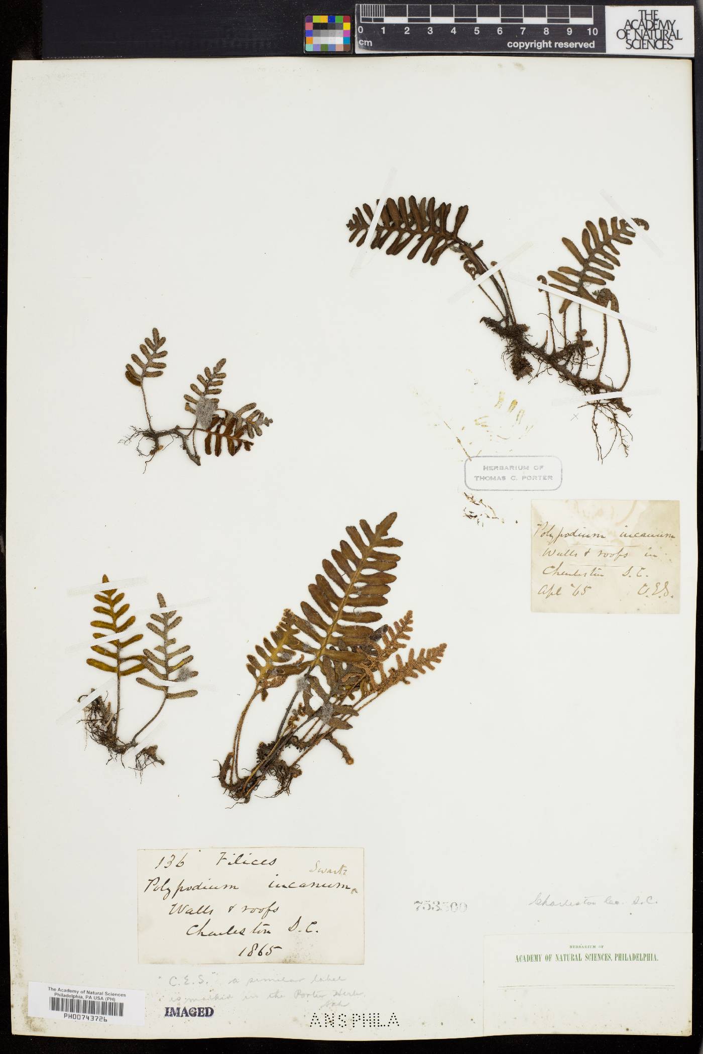 Polypodium polypodioides image