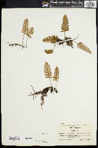 Polypodium polypodioides image