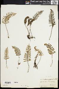 Polypodium polypodioides image