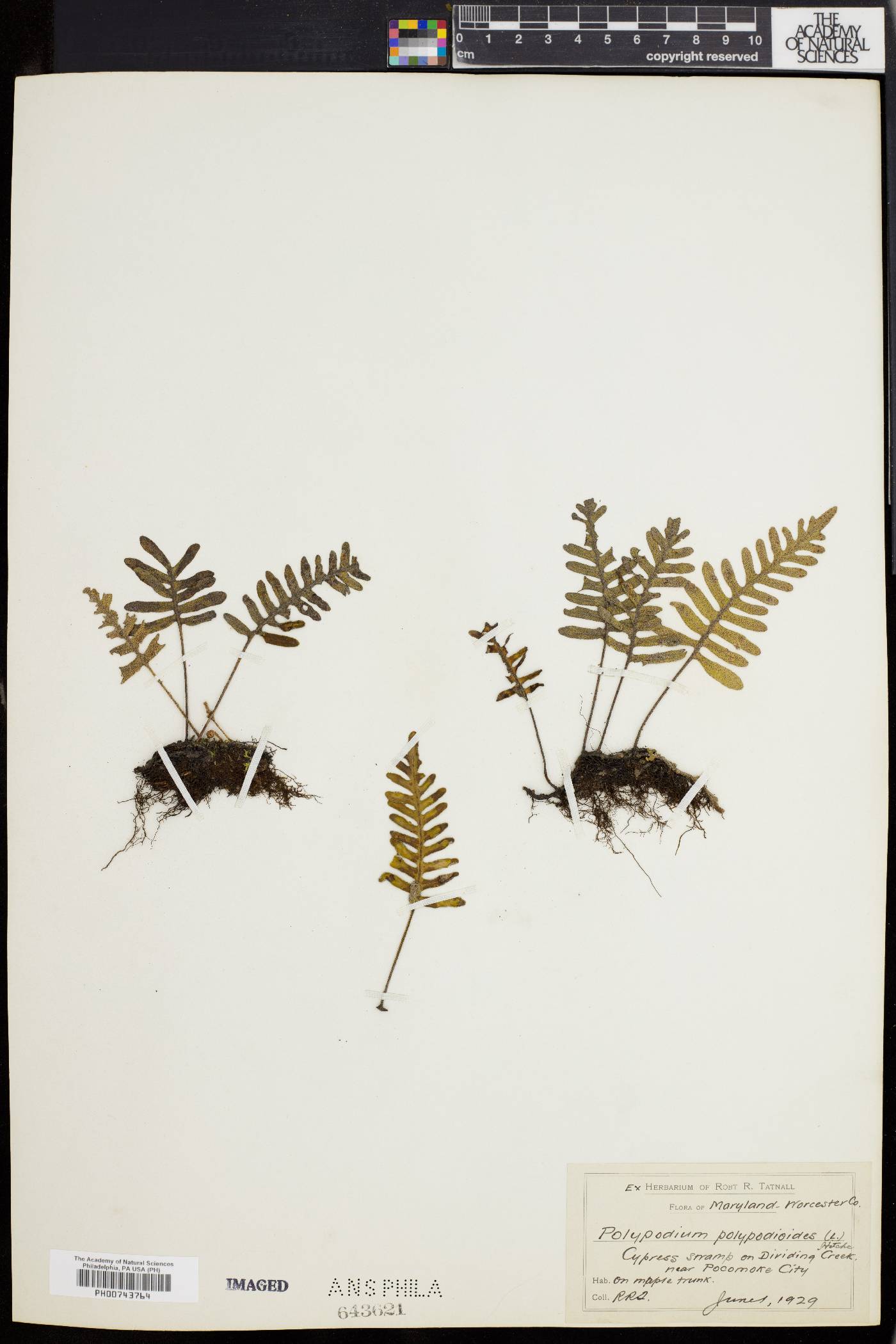 Polypodium polypodioides image