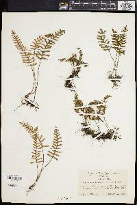 Polypodium polypodioides image