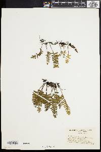 Polypodium polypodioides image
