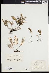 Polypodium polypodioides image