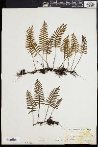 Polypodium polypodioides image