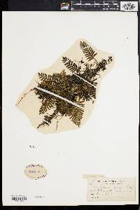 Polypodium polypodioides image