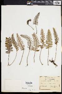 Polypodium polypodioides image