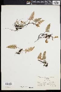 Polypodium polypodioides image