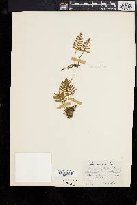 Polypodium polypodioides image