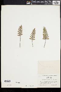 Polypodium polypodioides image