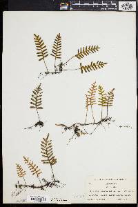 Polypodium polypodioides image