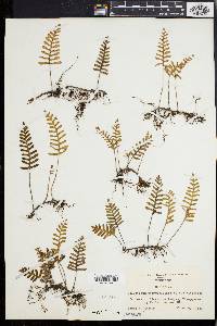 Polypodium polypodioides image