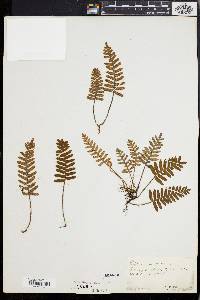 Polypodium polypodioides image