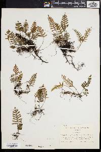 Polypodium polypodioides image