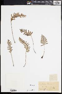 Polypodium polypodioides image