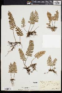 Polypodium polypodioides image